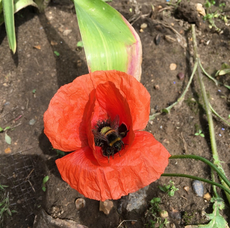 A bee pollinating a bright red poppy
