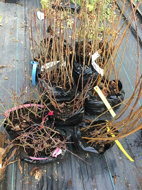 A portrait photo of black bin bags filled with tree roots